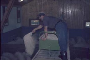 Fotografie: Fütterungstechnik, Futtervorlage, Kraftfutter, Futterwagen, Handarbeit, Handgerät