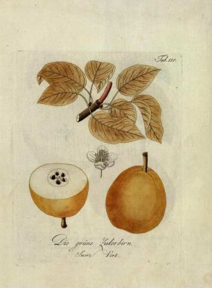 Tab. 110. Die grüne Zukerbirn [...]
