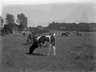 Kühe auf einer Wiese vor einem möglicherweise nordfriesischen Bauernhof