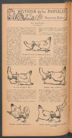 La gallina - (Continuación) : Historia de los animales