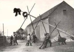 Aufstellen des Maibaumes in Zerna : Gesellschaftliche Volkskultur - Frühling. Ort: Sernjany / Zerna. Dorfjugend beim Aufstellen des Maibaumes.