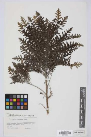 Gonospermum canariense (DC.) Less.