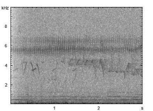 Feldschwirl | Locustella naevia - Gesang
