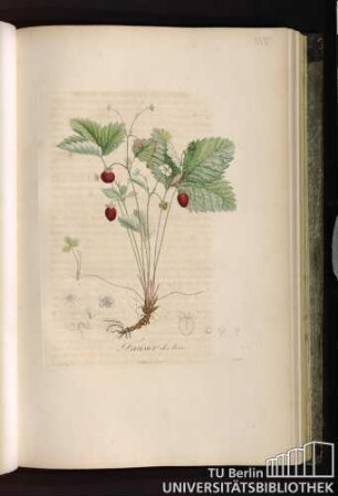 Pl. XXXV. Fraisier des bois.