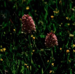 Praisós. Anacamptis pyramidalis: Pyramiden-Orchis oder Hundswurz
