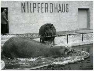 Nilpferde im Zoo