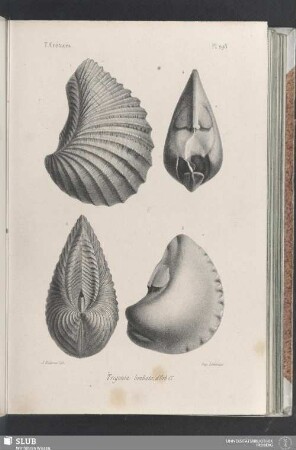 Pl. 298