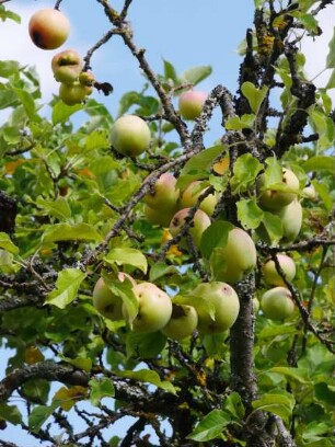 Apfelbaum Sorte: Zuccalmaglios Renette - Baum 70