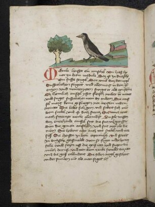 Vogel: Amsel; (Teil III B: Von den Vögeln).