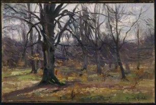 Waldinneres bei Sababurg im Reinhardswald