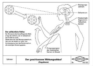 Der geschlossene Wirkungsablauf (Regelkreis)