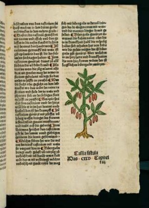 76r-76v, Cassia fistula (125. Kapitel)