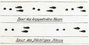 Feldhase (Lepus europaeus). Fährten des hoppelnden und flüchtigen Hasen
