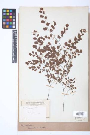 Adiantum tenerum Sw.