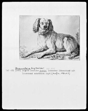 Ruhender Hühnerhund