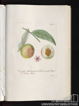 Tab. 16. Die weisse Necktarine, glatte ohne Wolle, oder nackte Pfirsich. La Nectarine blanche.