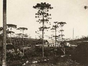 Brasilien, Araukarien