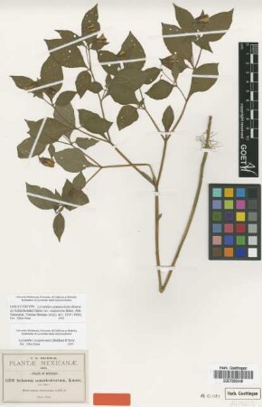 Solanum somniculentum Kunze [type]
