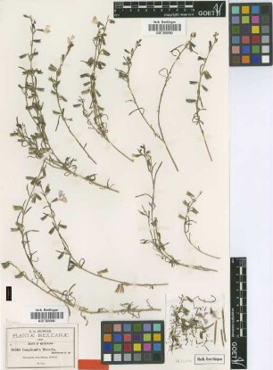 Bonplandia linearis B.L.Rob. [type]