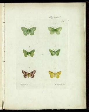 [2], [6], Pt. [2/3], Taf: [Fauna Del Regno Di Napoli Ossia Enumerazione Di Tutti Gli Animali Che Abitano Le Diverse Regioni Di Questo Regno E Le Acque Che Le Bagnano. [2]. [Animali Articolati]. [6]. [Lepidotteri]. Pt. [2/3]