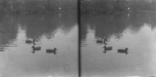 Stockenten : München, Englischer Garten. Stockenten (Anas platyrhynchos Linnaeus).
