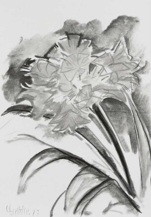 Clivia