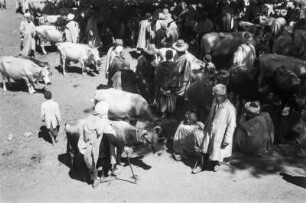 Marktplatz : Teilansicht des Marktplatzes in Souk el Djemaa während des Viehhandels.