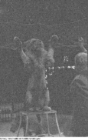 Dresden, Gastspiel des Zirkus Busch, Juni 1956