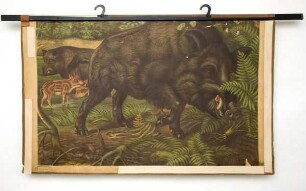 Wildschwein