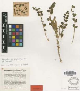 Astragalus ascophorus Fisch. [isotype]