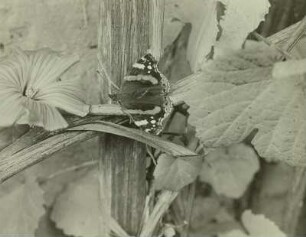 Admiral (Vanessa atalanta), Weibchen, paarungsbereit