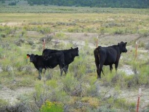 Schwarze Kühe in der Landschaft : Schwarze Kühe stehen auf einer Wiese am Highway US 12, aufgenommen am 17. August 2012