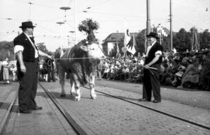Basel (Schweiz): Geschmückter Ochse mit Krone
