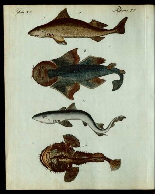Hay-Fische verschiedner Art.