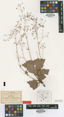 Heuchera acutifolia Rose [isotype]