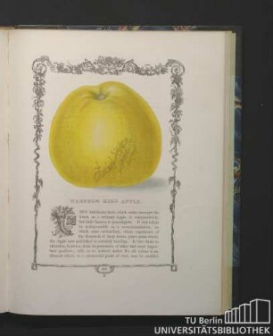 Warner's King Apple.