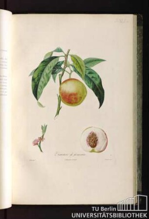 Pl. XLI. Vineuse de fromentin.