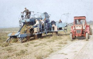 TomatenerntemaschineSKT-2