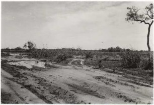 Typisches Landschaftsbild des Pantanal