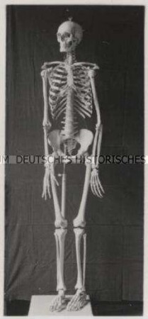 Minden, Zoologisches Institut, Skelett Mensch