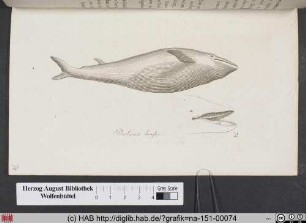 Balaena Rostrata / Einer der verschiedenen Finnfische.