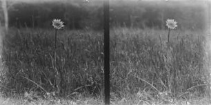 Wiesen-Bocksbart : Wiesen-Bocksbart (Tragopogon pratensis) in Blüte.