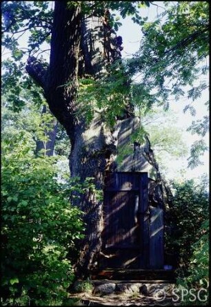 Berlin, Pfaueninsel, Hohle eiche mit Tür.