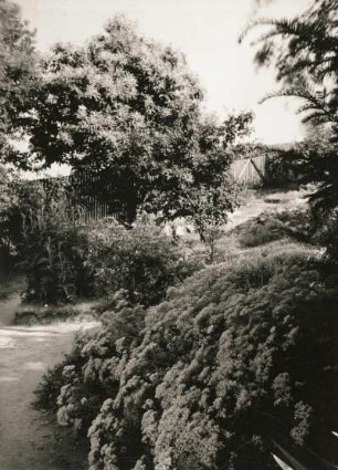 Pflanzengarten auf der Deutschen Bosel in Sörnewitz
