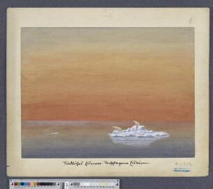 Nördliches Eismeer. Eisbären