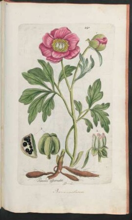 327. Paeonia officinalis