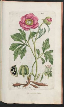 327. Paeonia officinalis