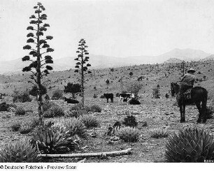New Mexico, Silver City, Viehhaltung, Stock range below timber line 6 miles north of Silver City, ..., Gila National Forest, Fremdaufnahme, U.S. Forest Service, U.S. Depart. of Agriculture, 2 Positive
