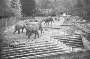 Elefanten im Karlsruher Stadtgarten