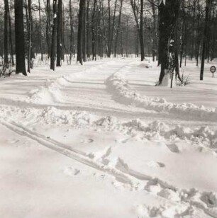 Dresden. Großer Garten. Verschneiter Weg